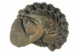 Wide, Bumpy, Enrolled Morocops Trilobite #125163-1